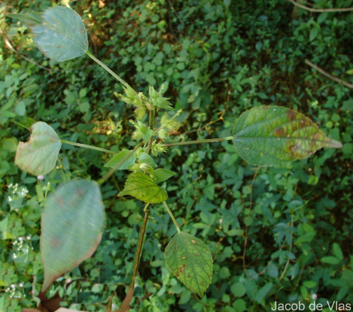 Acalypha ciliata Forssk.